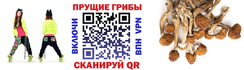 Галлюциногенные грибы Magic Shrooms  Купить закладки  Красавино 